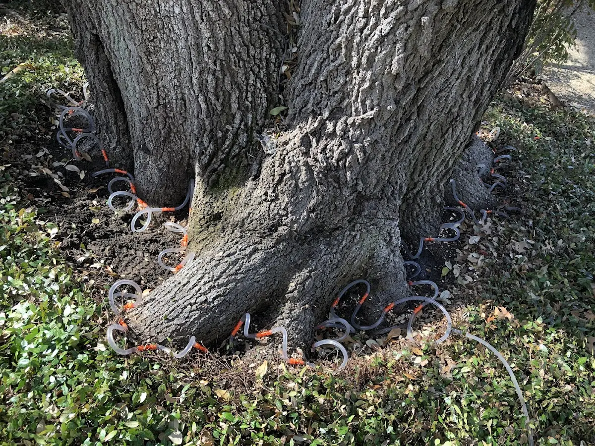 Detailed Tree Cabling and Bracing job site in Wallaceton