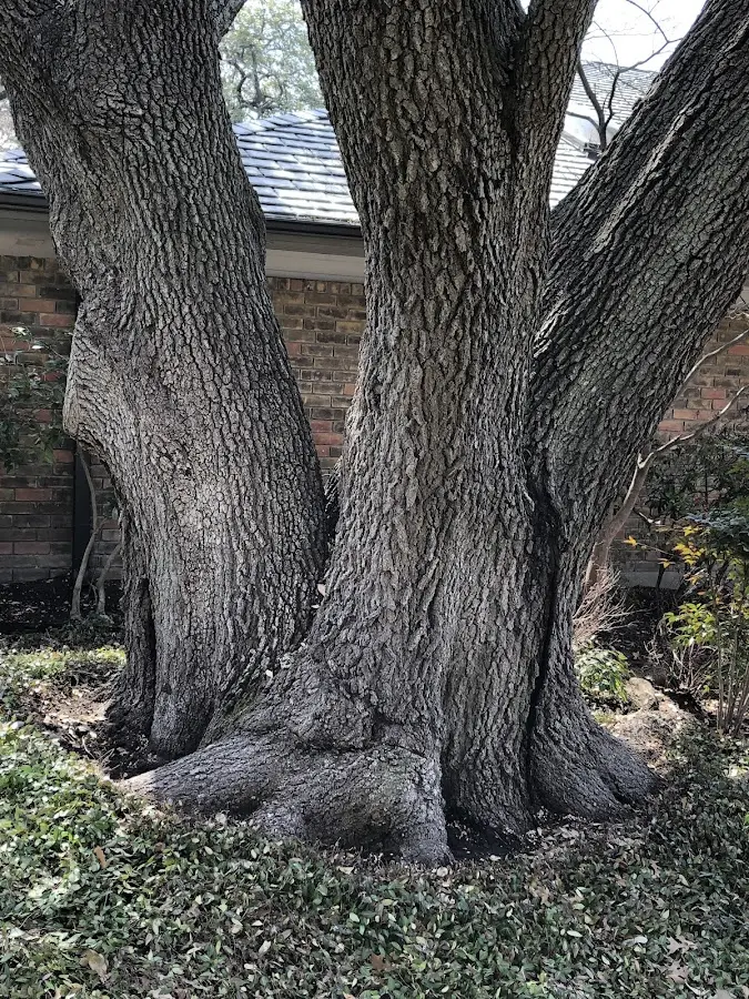 Mature heritage tree close to a Wallaceton property cared for by certified arborists